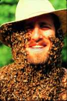 beard of bees